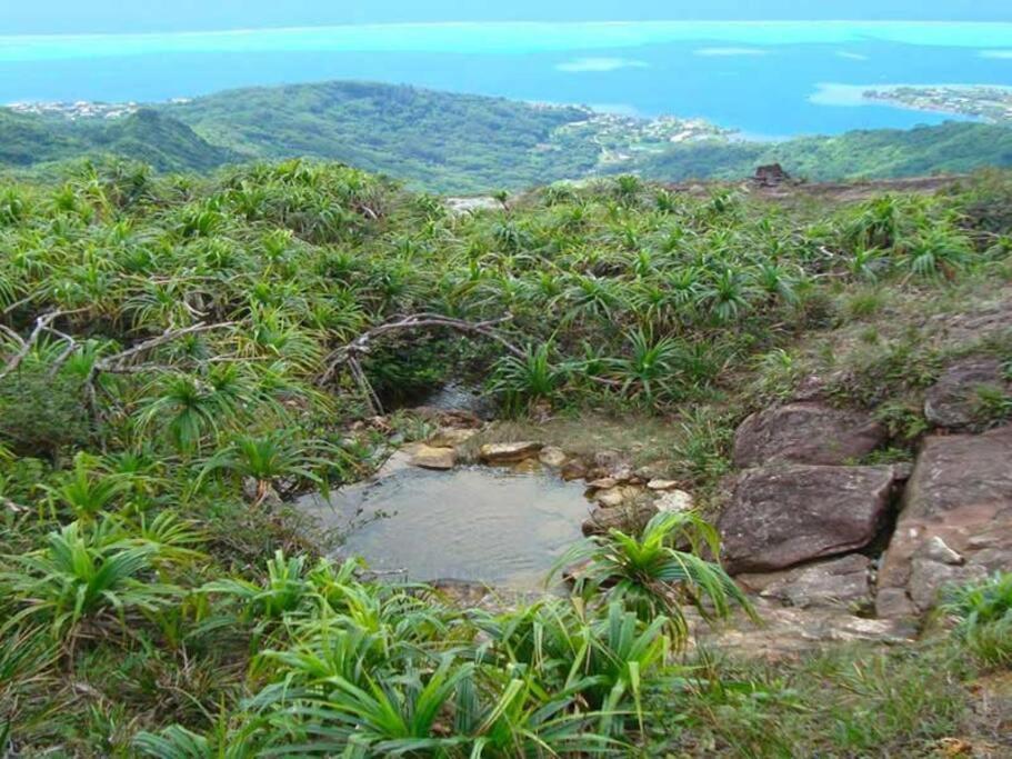Duplex En Bord De Mer Fare Tahitea Pension Taputapuapea エクステリア 写真